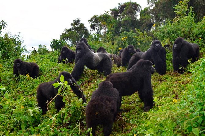 3 Days Uganda Gorilla Safari Tour With Relaxation on Lake Bunyonyi