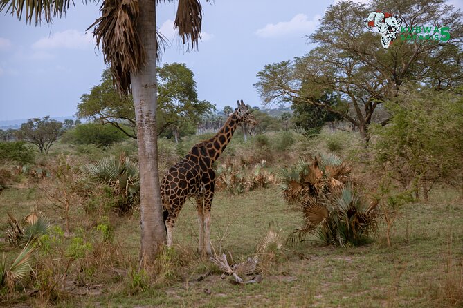 3 Days Wild Tour Queen Elizabeth National Park Safari Uganda