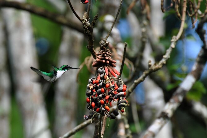 3-hour Belize Birdwatching Guided Tour