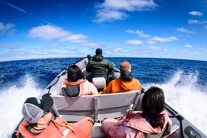 3-Hour Guided Whale and Dolphin Watching Experience in San Diego - Tour Overview