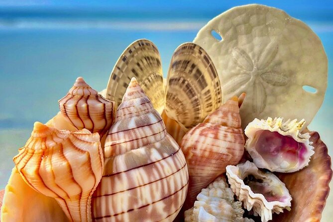 3 Hour Private Dolphin & Shelling Tour