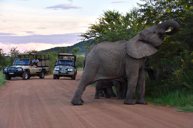 3-Hour Private Game Drive of Pilanesberg National Park