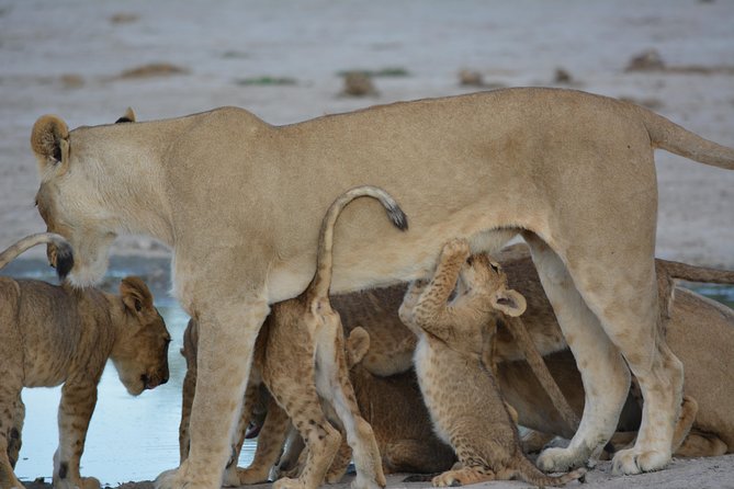 3 Hrs Game Drive in Chobe National Park