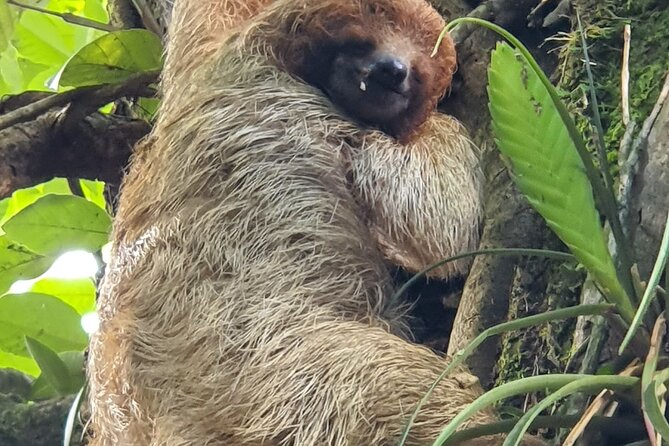 3 in 1, Zipline Over Blue River, Tubing on Blue River and Sloths