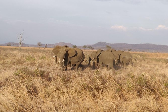 3 Nights 4 Days Ruaha National Park