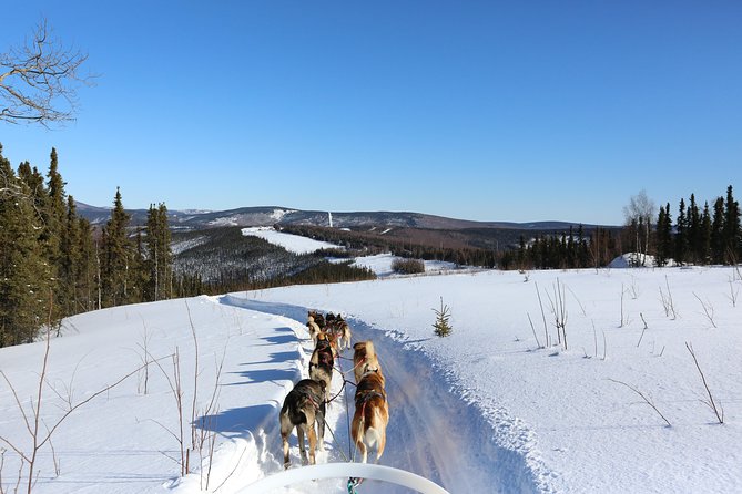 30-Minute Dog Sledding Tour in Fairbanks (Without Transportation)