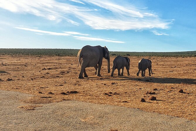 4 Day Addo to Karoo Safari