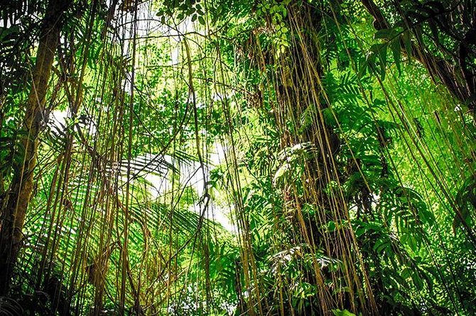 4-Day Adventure in Tortuguero National Park