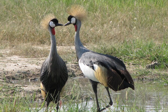 4-Day Discover Victoria Falls, Chobe and Hwange Park