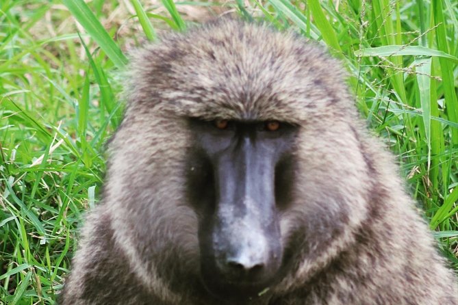 4 Day Gorillas, Wildlife and Chimpanzee Trek at Kibale