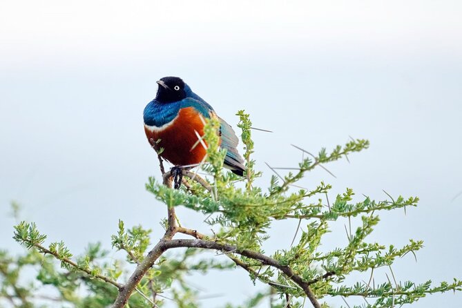 4 Day Group Tour to Maasai Mara and Lake Nakuru by a 4WD Cruiser