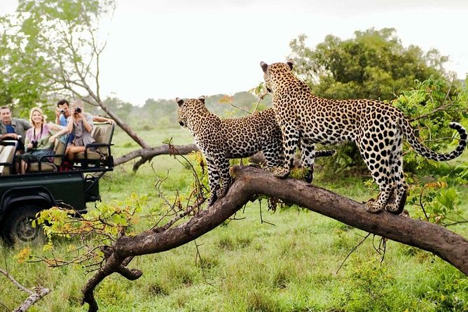 4-Day Kruger National Park & Panorama Route Tented Safari