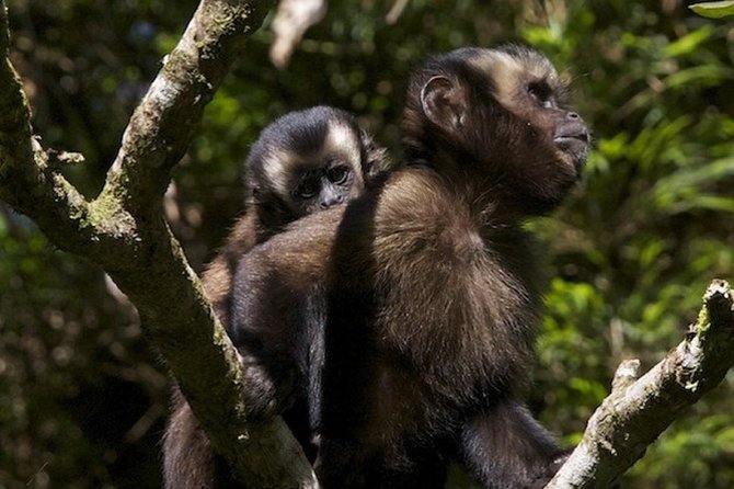 4-Day Manu Jungle Trip From Cusco