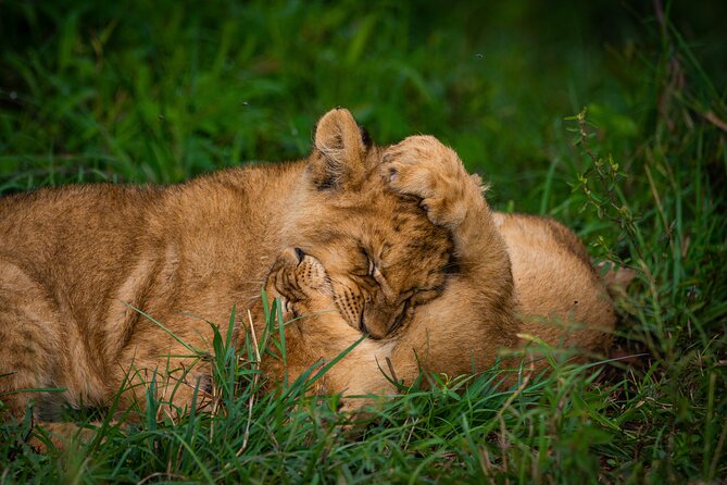 4-Day Private Masai Mara Kenya Safari Tour
