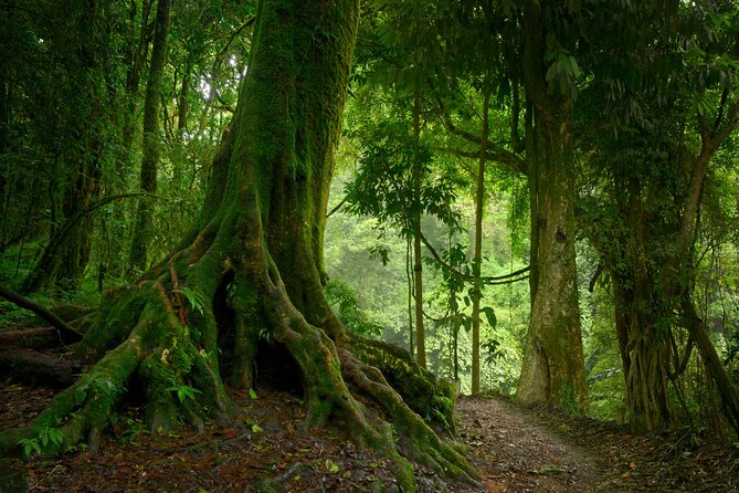 4 Day Private Wild Amazon Adventure Tour - Tour Overview
