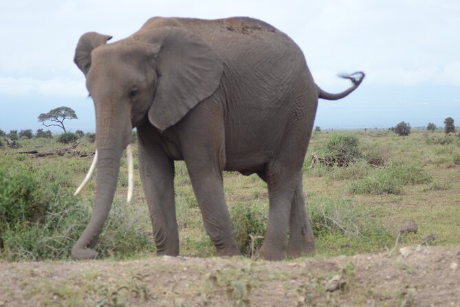 4-Day Safari to Tsavo and Amboseli From Diani Beach
