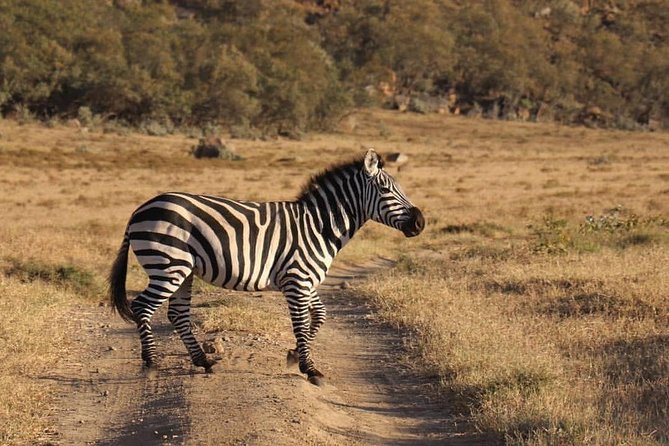 4-Day Small Group Maasai Mara and Lake Nakuru Safari