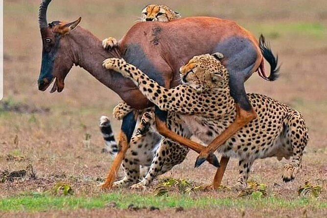 4-Days Bush to Bush Authentic Budget Safari
