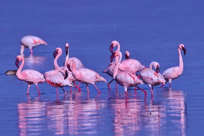 4 Days Enthralling Safaris in Kenya-lake Nakuru Masai Mara