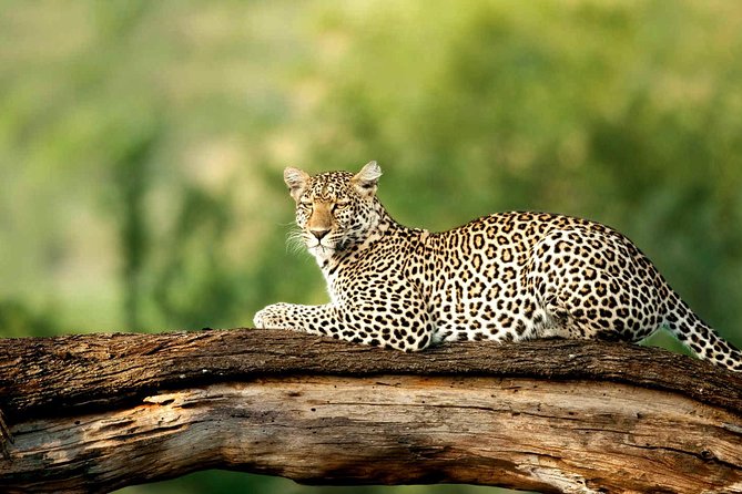 4 Days Experience Big Five in Tarangire, Serengeti & Ngorongoro Safari