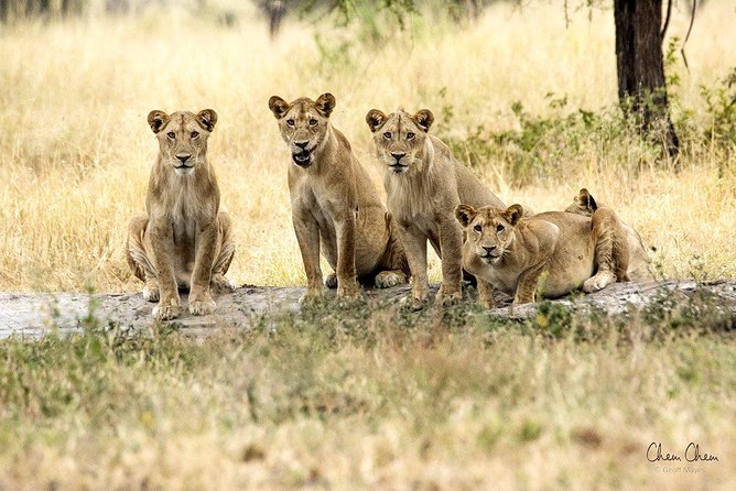 4 Days Joining Group Budget Camp Safari in Serengeti , Ngorongoro and Tarangire