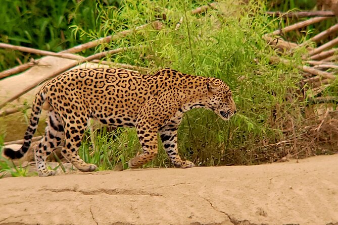 4 Days Jungle Adventure in Manu National Park