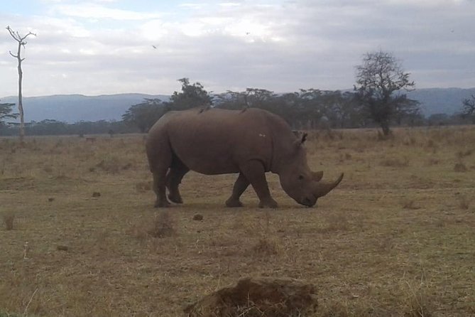 4 Days Maasai Mara and Lake Nakuru Unforgettable Safari