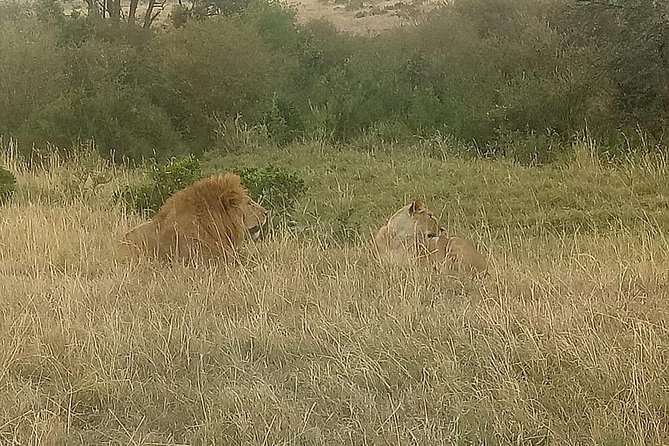 4 Days Maasi Mara-Nakuru National Park Budget Camping Safari