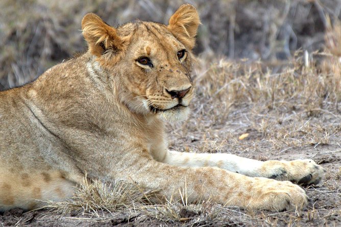 4 Days Masai Mara Camping Safari