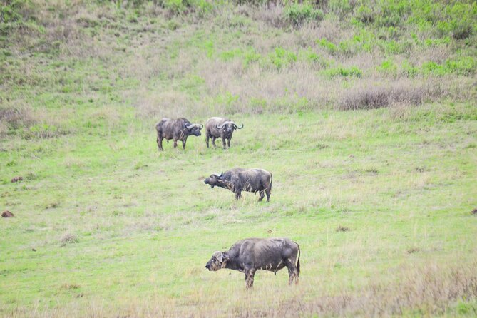 4 Days Serengeti & Ngorongoro Mid Range Tour
