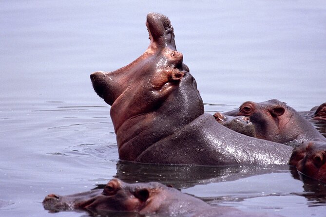 4 Days Tanzania Luxury Camping Safari