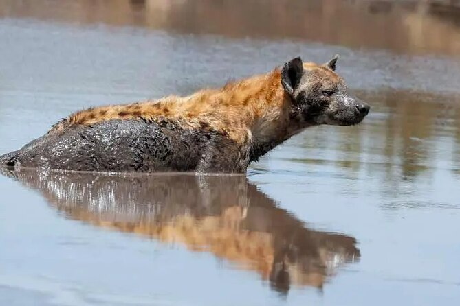 4 Days Tanzania National Parks Private Safari From Zanzibar