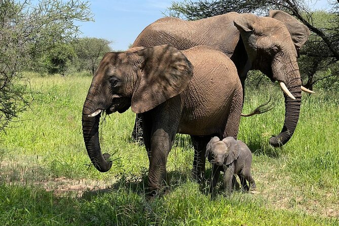 4 Best National Park Tours In Moshi