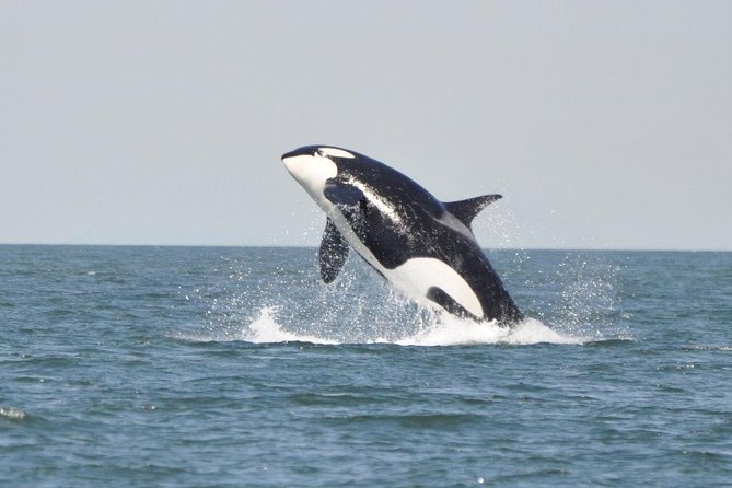 4 Hour Morning Whale Watching Tour