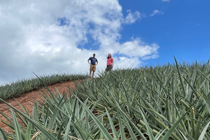 4 Hours ATV + Pineapple Farm Tour