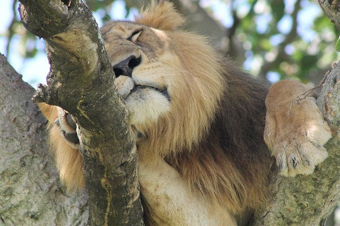 5-Day Big 5 Kidepo Valley National Park Safari