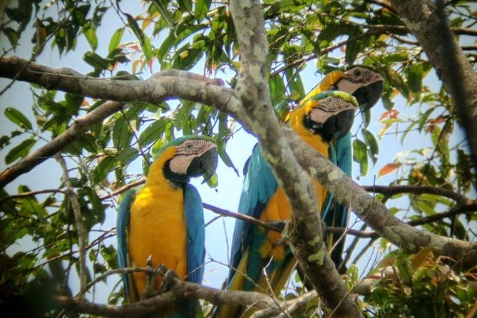5-Day Cuyabeno Amazon Eco-Lodge Adventure - Included Experiences and Itinerary