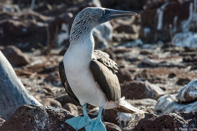5 Day Galapagos Islands Cruise on Board the Seaman Journey 2025