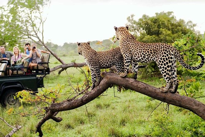 5 Day Kruger National Park and Panorama Route Safari