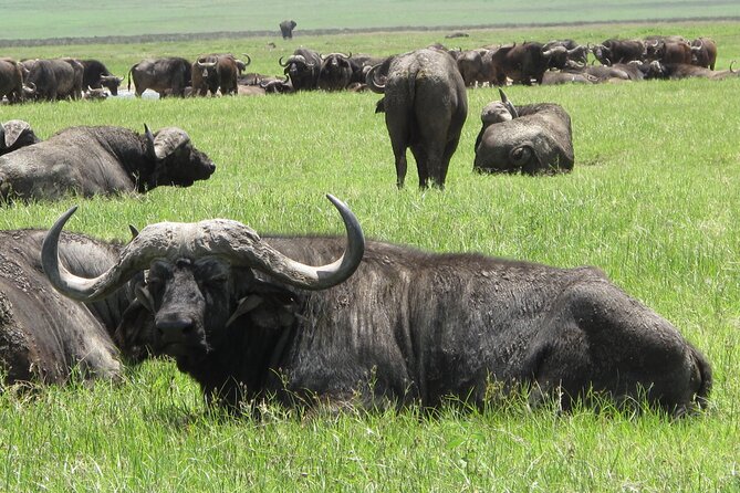 5-Day Lake Manyara, Serengeti, Ngorongoro Crater and Tarangire