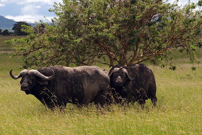 5-Day Mikumi & Ruaha Tanzania Wildlife Lodge Safari