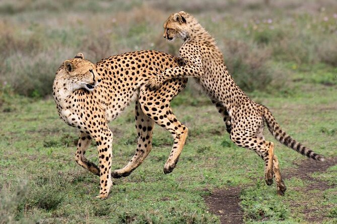 5 Day Safari in Tarangire, Serengeti and Ngorongoro Wonders