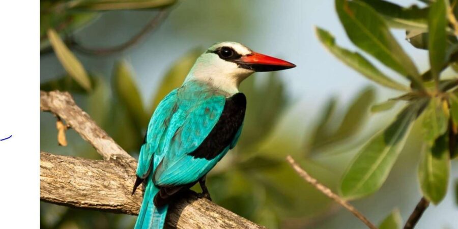 5 Day Small Group Garden Route Tour From Cape Town