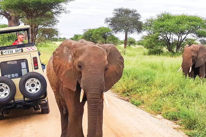 5 Day Tanzania Safari Camping Adventure Private Tour