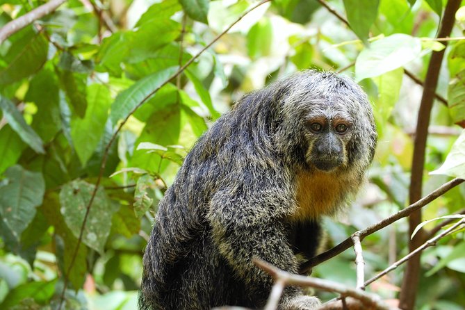 5-Day Wildlife of the Pacaya National Park From Iquitos