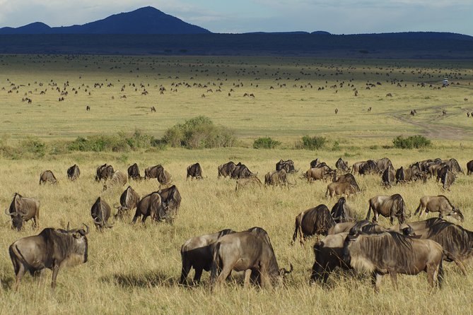 5 Days Best Of Kenya Safari