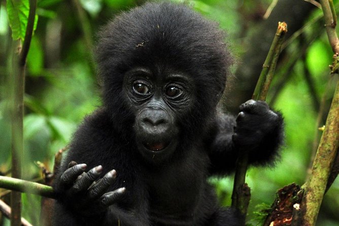 5 Days Gorilla & Wildlife Safari in Uganda