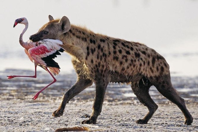 5 Days Masai Mara & Lake Nakuru Mid Range Private Safari