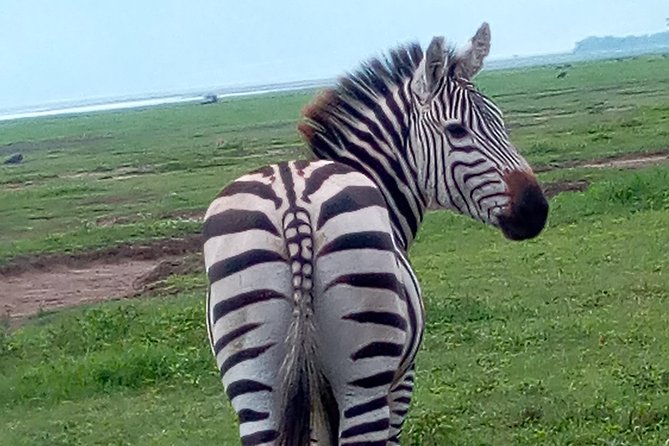 5 Days Safari From Dar Es Salaam to Tarangire NP, Manyara NP & Ngorongoro Crater - Highlights of Tarangire NP