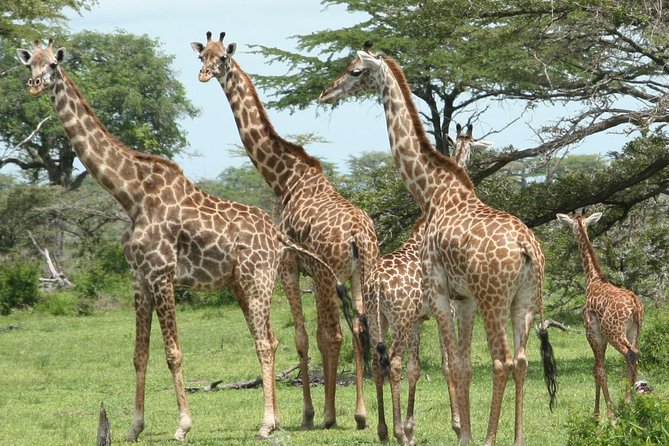 5 Days Safari to Selous & Mikumi - Exploring Selous Game Reserve